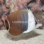 Whiteface Butterflyfish (click for more detail)