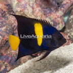 Asfur Angelfish (click for more detail)