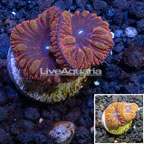 LiveAquaria® Cultured Blastomussa Wellsi Coral (click for more detail)