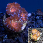 LiveAquaria® Cultured Lord Coral  (click for more detail)