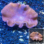 Toadstool Leather Mushroom Coral Vietnam (click for more detail)
