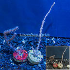 LiveAquaria® Two Pack Cultured Purple Sea Whip (click for more detail)