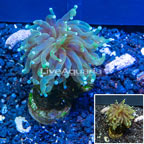 LiveAquaria® Cultured Torch Coral (click for more detail)