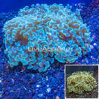 LiveAquaria® Cultured Hammer Coral (click for more detail)