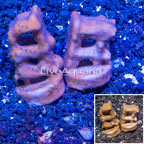 LiveAquaria® Two Pack Cultured Blue Ridge Coral (click for more detail)