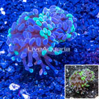 LiveAquaria® Cultured Hammer Coral (click for more detail)