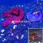 LiveAquaria® Two Pack Cultured Photosynthetic Plating Blue Sponges (click for more detail)