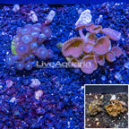 LiveAquaria® Two Pack Cultured Zoanthus and Button Polyp Coral (click for more detail)