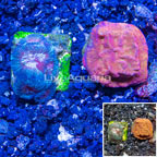 LiveAquaria® Two Pack Cultured Leptoseris and Goniastrea Brain Coral (click for more detail)