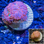 LiveAquaria® Cultured Blastomussa Coral (click for more detail)