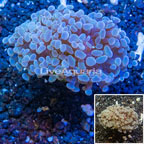 LiveAquaria® Cultured Hammer Coral (click for more detail)