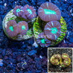 LiveAquaria® Two Pack Cultured Candy Cane Coral (click for more detail)