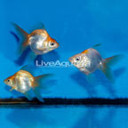 Gold Ryukin Goldfish, Trio (click for more detail)