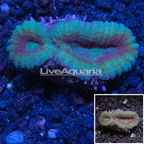 Lobed Brain Coral Vietnam (click for more detail)