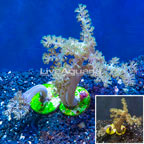 LiveAquaria® Two Pack Cultured Pineapple Tree Coral (click for more detail)