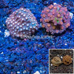 LiveAquaria® Two Pack Cultured Cyphastrea Frag (click for more detail)