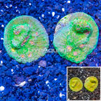 LiveAquaria® Two Pack Cultured Ultra Chalice Coral (click for more detail)