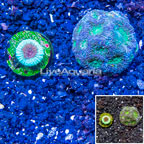 LiveAquaria® Two Pack Cultured Goniastrea Brain Coral (click for more detail)
