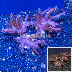 LiveAquaria® Three Pack Cultured Tree Coral (click for more detail)