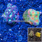LiveAquaria® Two Pack Cultured Favia Coral (click for more detail)