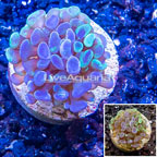 LiveAquaria® Cultured Hammer Coral (click for more detail)