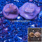 LiveAquaria® Two Pack Cultured Blue Ridge Coral (click for more detail)
