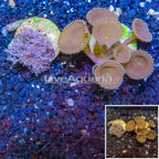 LiveAquaria® Two Pack Cultured Pom Pom Xenia and Button Polyp Coral (click for more detail)