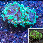 LiveAquaria® Cultured Hammer Coral (click for more detail)