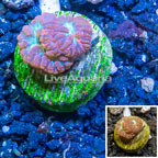 LiveAquaria® Cultured Blastomussa Coral (click for more detail)