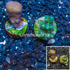 LiveAquaria® Two Pack Cultured Blue Ridge Coral and Pocillopora Coral (click for more detail)
