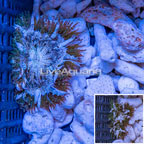 Ultra Rock Flower Anemone (click for more detail)