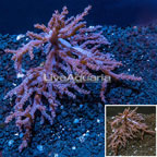 Pineapple Tree Coral Indonesia  (click for more detail)