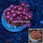 Goniopora Coral Indonesia  (click for more detail)