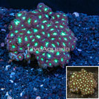Blastomussa Merletti Coral Australia (click for more detail)
