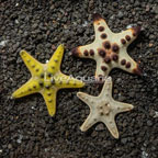 Chocolate Chip Sea Star, Trio (click for more detail)