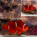 Gold Stripe Maroon Clownfish (click for more detail)