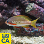 Huchtii Anthias (click for more detail)