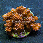 Pocillopora Coral Indonesia (click for more detail)