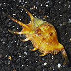 Spider Conch  (click for more detail)