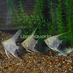 Albino Gold Marble Angelfish (Group of 3) (click for more detail)