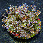 Glove Polyp Rock Indonesia (click for more detail)