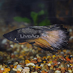 Midnight Paradise Halfmoon Betta, Male [Blemish] (click for more detail)