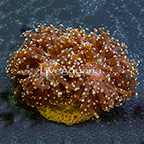 Gold Tip Frogspawn Coral Indonesia (click for more detail)