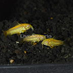 Albino Neon Orange Laser Cory Catfish (Group of 3) (click for more detail)