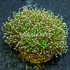 Gold Tip Torch Coral Indonesia (click for more detail)
