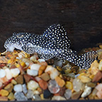 Stardust (L-262) Plecostomus (click for more detail)