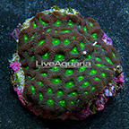 Favites Brain Coral Indonesia (click for more detail)