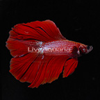 Red Double Tail Halfmoon Betta, Male (click for more detail)