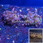 Two Pack Zoanthus Coral Indonesia (click for more detail)