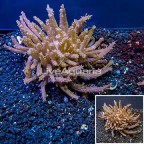 Tree Coral Indonesia (click for more detail)